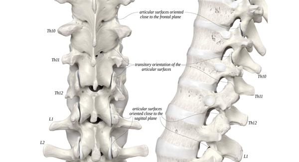 A thorakolumbalis átmenet szerepe a gerinc egészségében