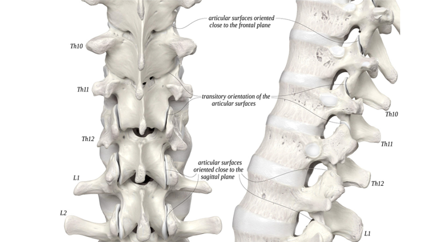 A thorakolumbalis átmenet szerepe a gerinc egészségében