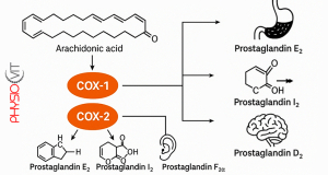 A prosztaglandin bioszintézis folyamata: az arachidonsavból COX-1 és COX-2 enzimek közreműködésével keletkeznek a szervezet különféle gyulladásos és homeosztatikus válaszaiért felelős prosztaglandinok.