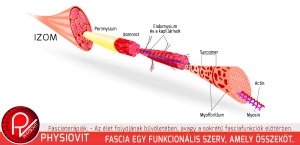 Fasciaterápiák - Az élet folyójának bűvöletében.